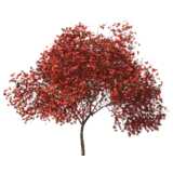Red tree - 3D rendering on white background