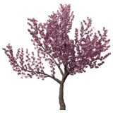 pink cherry tree - 3D rendered