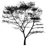 Tree for elevation black&white