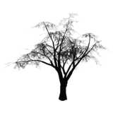 black & white tree for elevations
