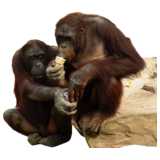 2 apes, monkeys, sitting