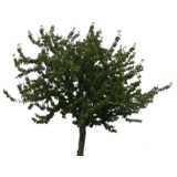deciduous tree, similar to cherry