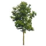 Ahorn Baum