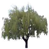 weeping willow in spring