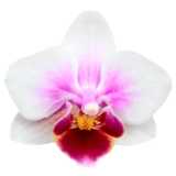 weiß-pinke Orchideenblüte