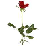Red rose with peduncle