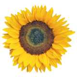 Sonnenblumenkopf