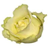 lemon-colored rose