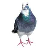 Standing pigeon