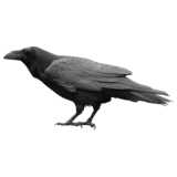 Grey crow