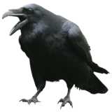 Screeching crow