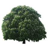 tree, chestnut, Castanea