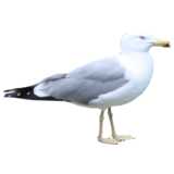 Sea gull standing