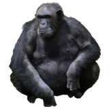 Gorilla Affe