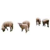 Grasende Schafe