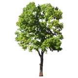 green Tree