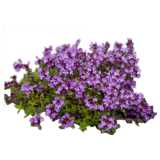 Blooming thyme