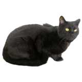 schwarze Katze hockend