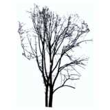tree without leaves, winter