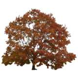 Deciduous tree autumn colors