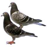Zwei Tauben