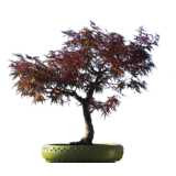 bonsai maple tree