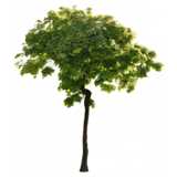 Small maple tree