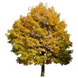 Herbstbaum grün-gelb, dicht