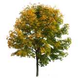 Herbstbaum grün-gelb