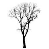 simple tree silhouette