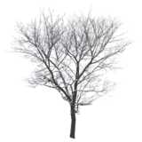 Tree without leaves