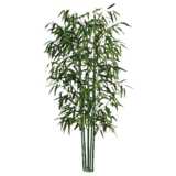 Bamboo isolated