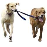 2 laufende Hunde mit Leine