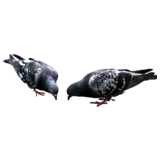 2 pecking pigeons