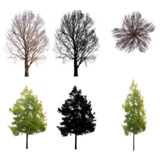 6 freigestellte Bäume