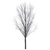 Winter Tree Maple 1