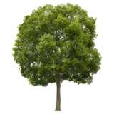 Oak Tree