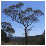 Baum, Eucalyptus