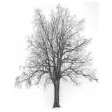 tree, linden, winter