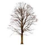 tree, Norway Maple, Acer platanoides