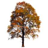 Baum, Spitzahorn, Acer platanoides