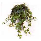 houseplant, ivy, Hedera helix