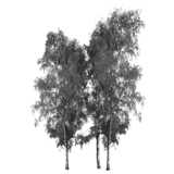 3 trees, birch, Betula