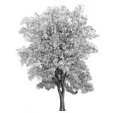 deciduous tree, hand drawing