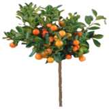 Baum, Orange, klein