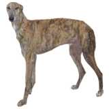 Greyhound (Galgo Espaniol)