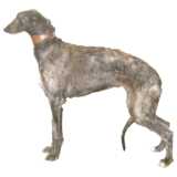 Windhund (Deerhound)