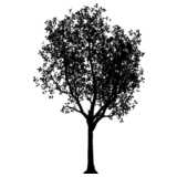 tree, summer, silhouette
