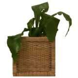 plant in basket