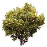 bush-like tree